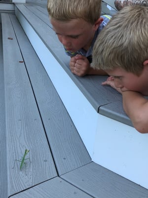 children praying mantis